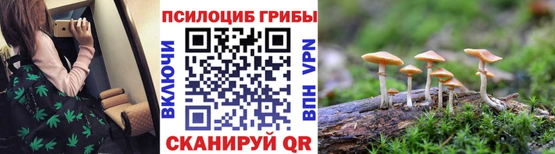 блэк спрут рабочий сайт  хочу   Красный Кут  Галлюциногенные грибы Cubensis 